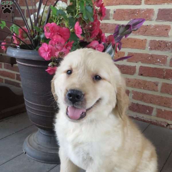 Reynard, Golden Retriever Puppy